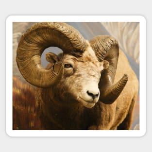 Bigh Horn Sheep Sticker